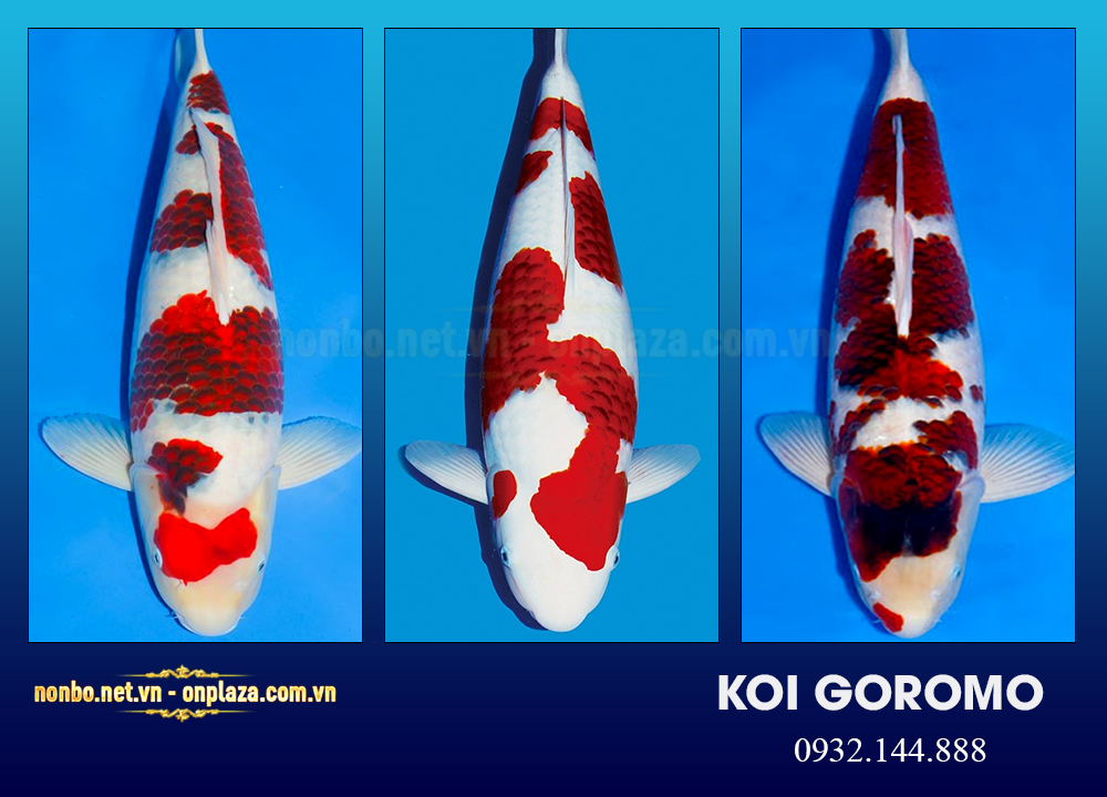 Cá koi Goromo