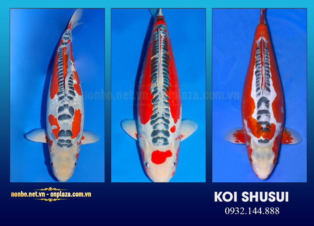 Cá koi Shusui