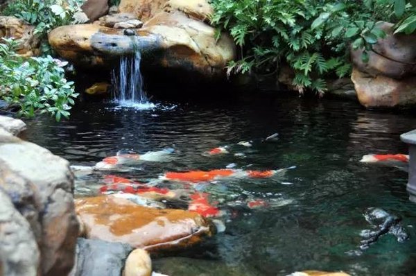 tiểu cảnh thác nước với ao cá 2