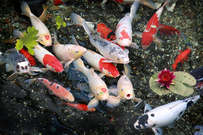 Kiến Thức Về Cá Koi Nhật Mà Bạn Nên Nắm Trước Khi Chơi