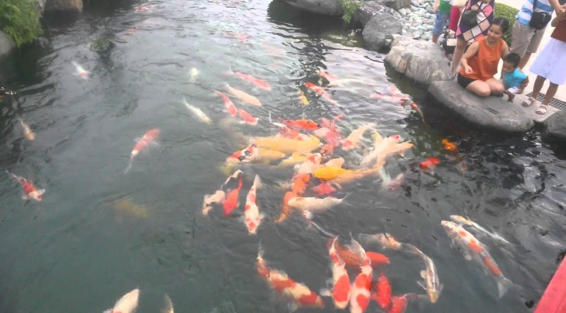 Hồ cá Koi Nhật Bản - Hóc Môn