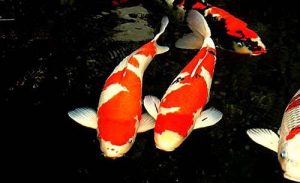 Lựa chọn cá Koi đẹp chủ yếu dựa vào độ khỏe khoắn, màu sắc, hình dáng.