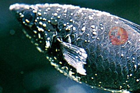 Bệnh đốm trắng ở cá Koi cần được phát hiện và xử lý kịp thời
