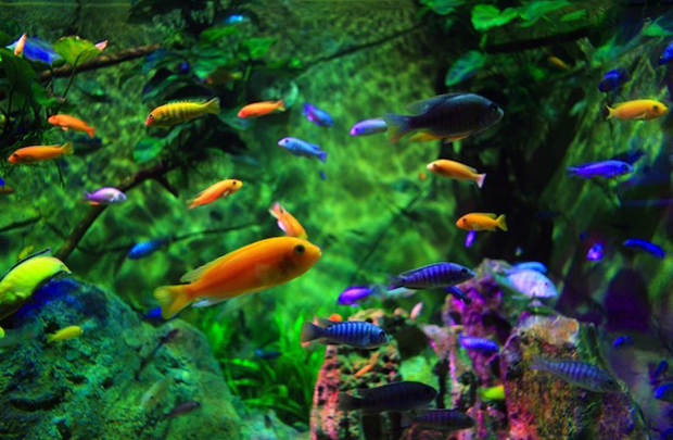 Các loại cá cảnh nhỏ nuôi chung được với nhau, tạo sự đa dạng về màu sắc.