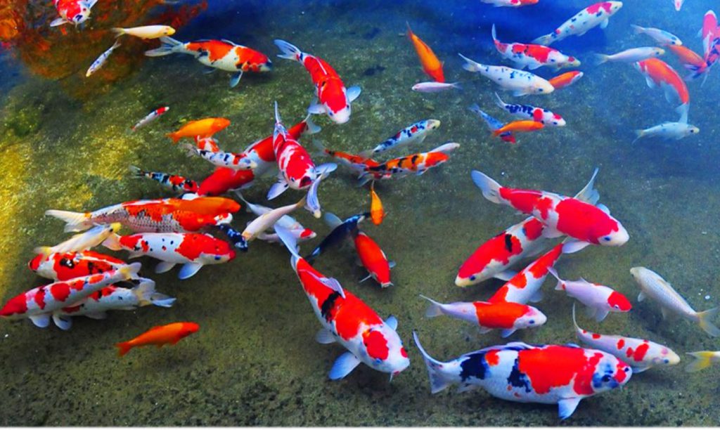 Nuôi chung các loại cá Koi tạo nên bể cá nhiều màu sắc.