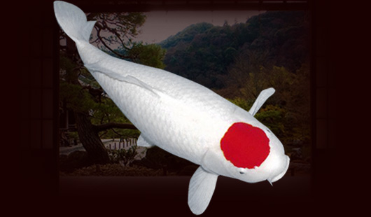 Giới thiệu về cá Koi Tancho: Dòng cá vô cùng độc đáo - nonbo.net.vn