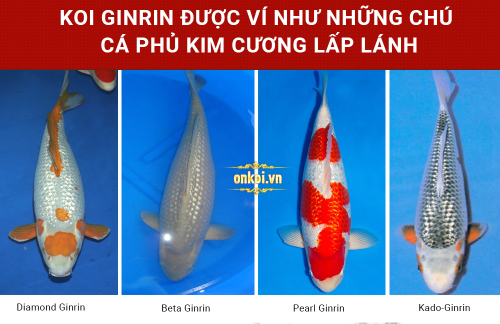 Phân loại cá Koi Ginrin