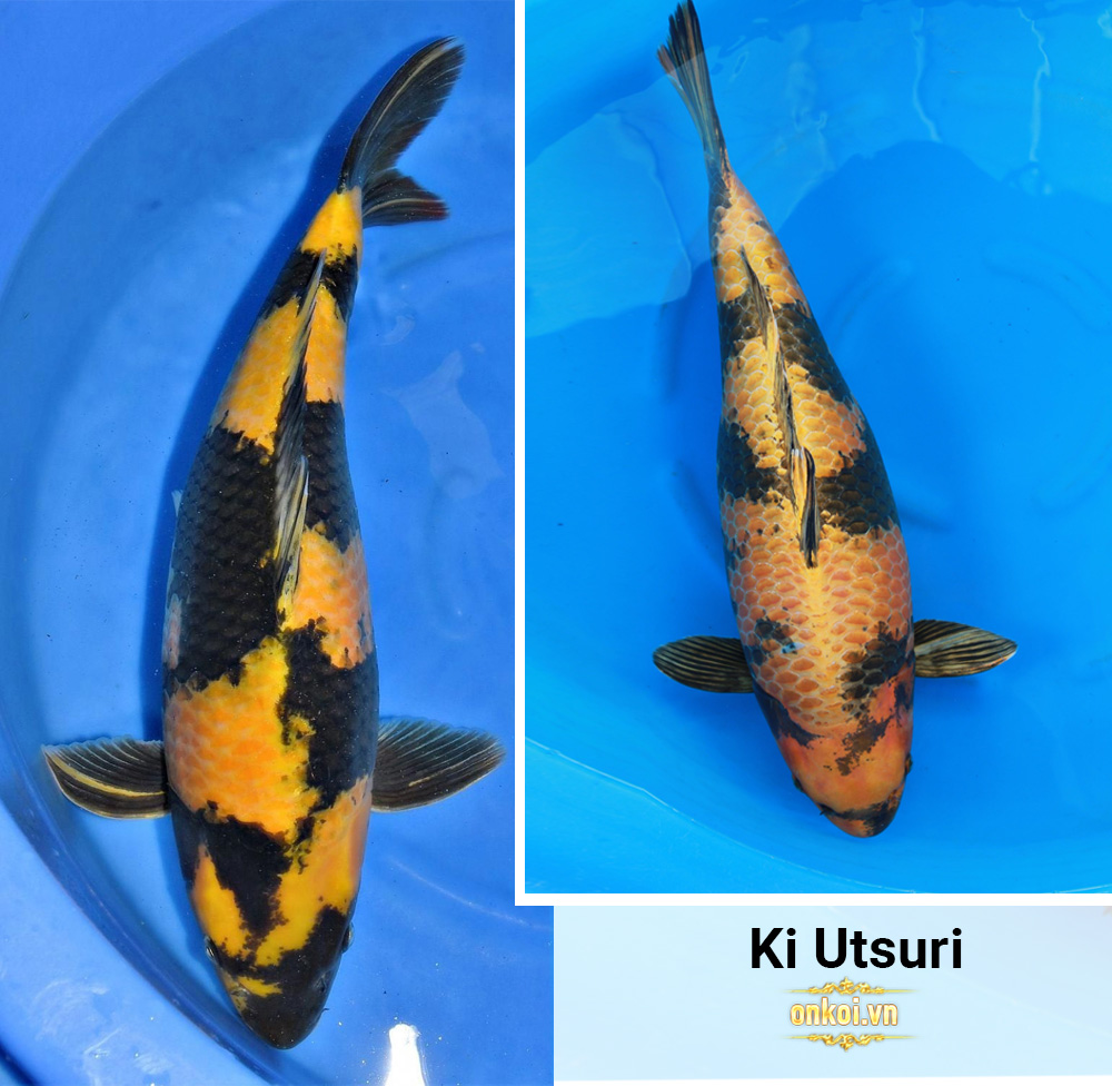 Ki Utsuri: Hai màu đen và vàng.