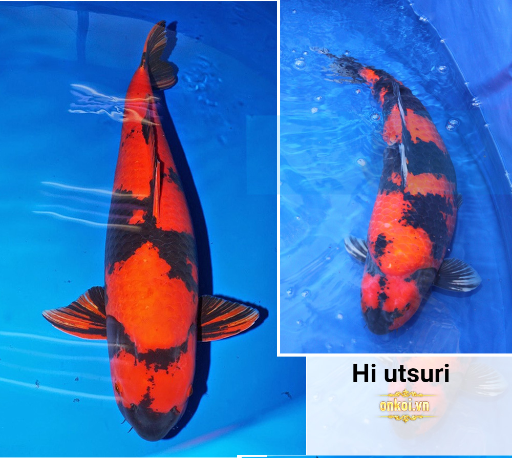 Hi Utsuri: Hai màu đen và đỏ.
