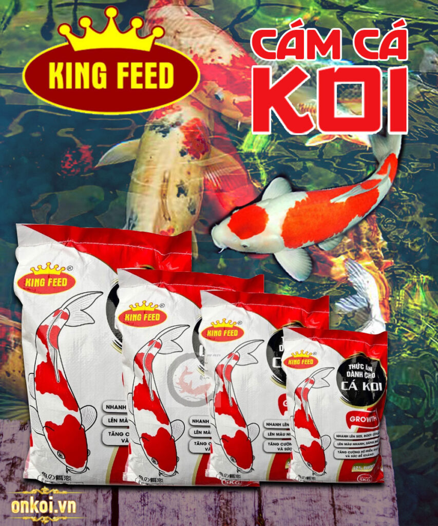 Thức ăn cho cá koi King Feed