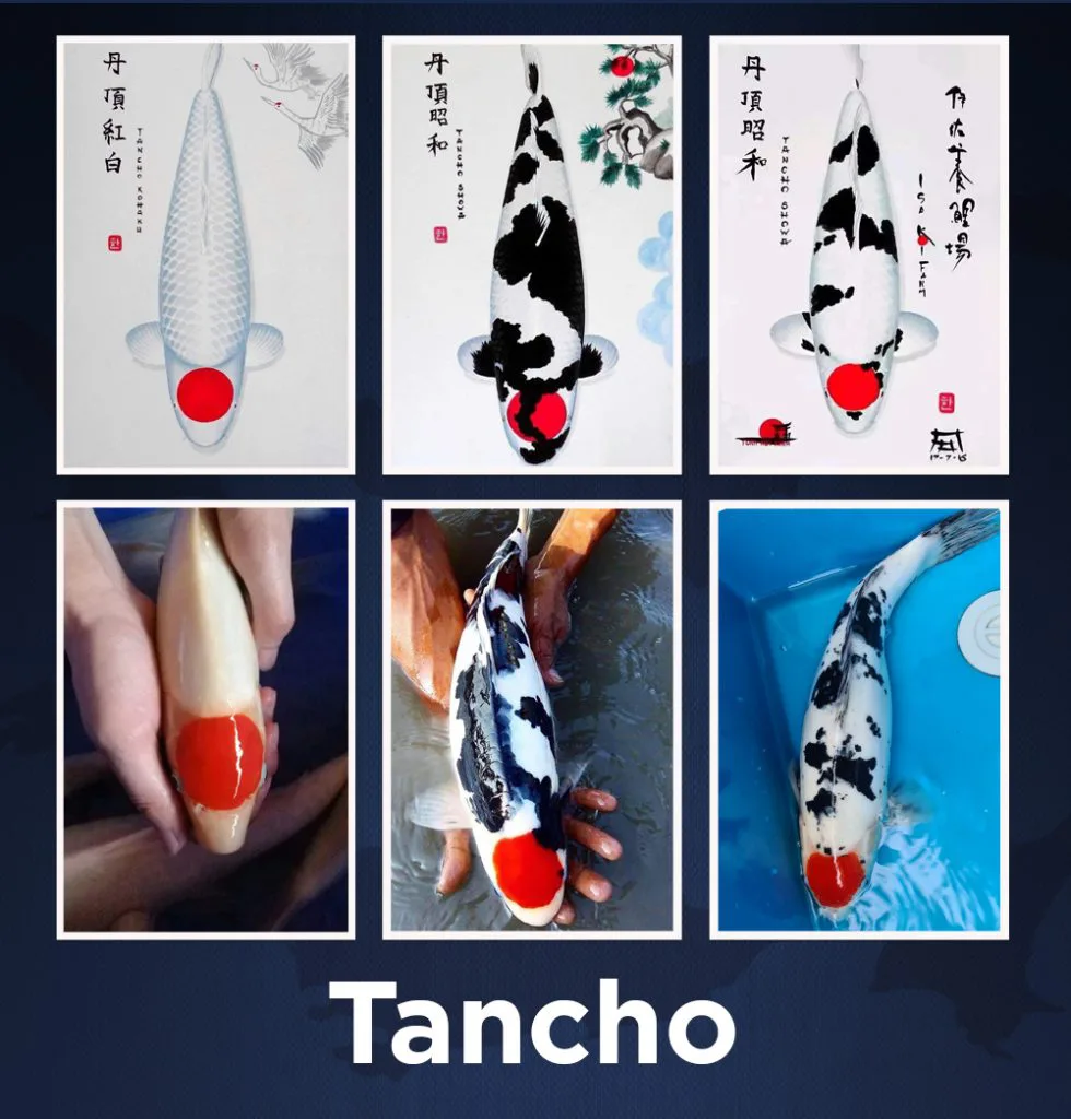 tancho 2 980x1024 1 jpg